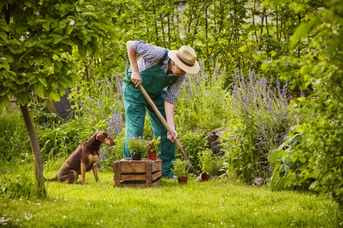 Hedge trimming operation using battery-powered tools in an urban garden